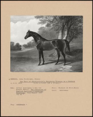 The Earl Of Chesterfield's Racehorse Glaucus In A Paddock