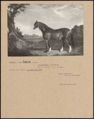 A Clydesdale Stallion