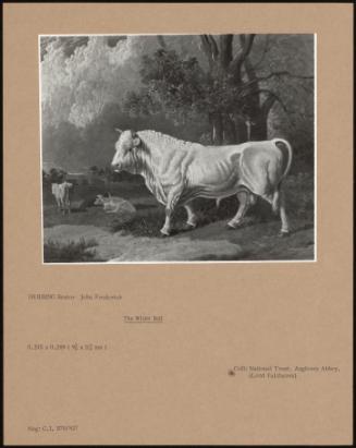 The White Bull