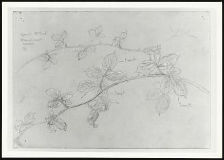 Studies of a Bramble: for John Dalton