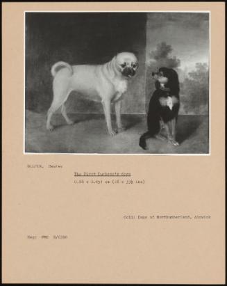 The First Duchess's Dogs