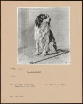 A Seated Spaniel