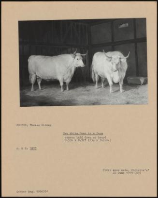 Two White Oxen In A Barn