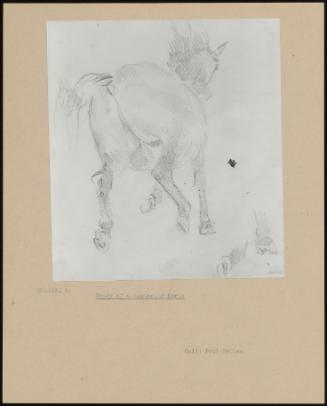 Study Of A Cantering Horse