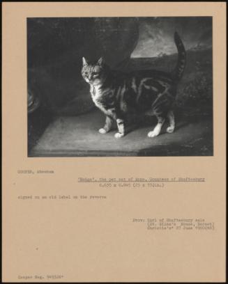 Hodge', The Pet Cat Of Anne, Countess Of Shaftesbury