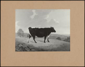 A Friesian Heifer In An Extensive Landscape