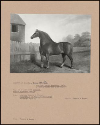 Suffolk Punch Stallion 'toby'