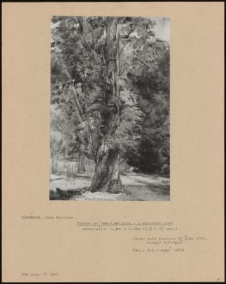 Forest Of Fontainebleau - A Chestnut Tree