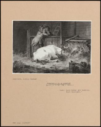 Courtship In A Cowshed