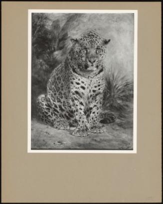 A Leopard, Seated