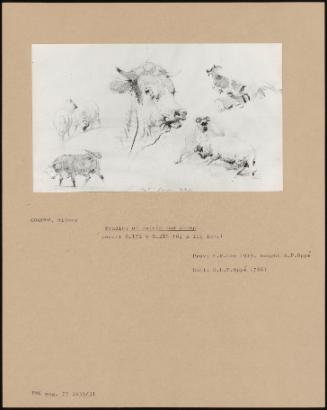 Studies Of Cattle And Sheep