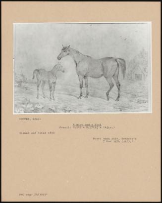 A Mare And A Foal