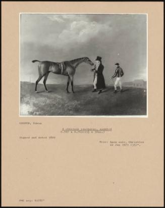 A Chestnut Racehorse, Saddled