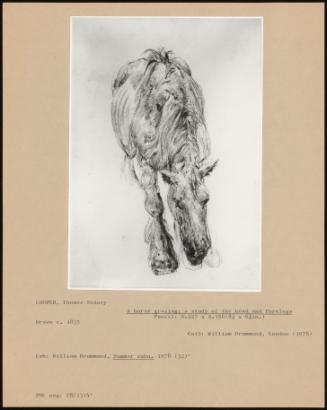 A Horse Grazing A Study Of The Head And Forelegs