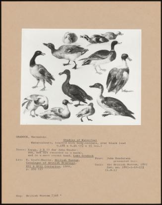 Studies Of Waterfowl