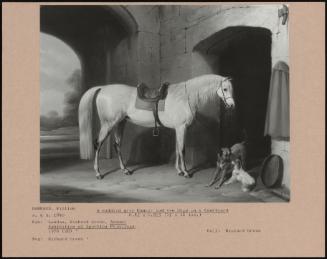 A Saddled Grey Hunter And Two Dogs In A Courtyard