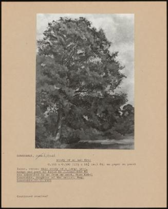 Study Of An Ash Tree