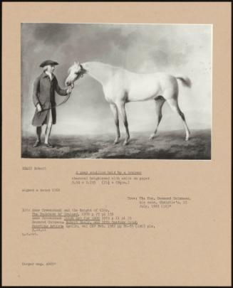 A Grey Stallion Held By A Trainer