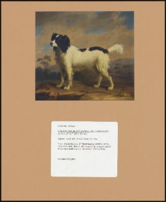 A BLACK AND WHITE SPANIEL IN A LANDSCAPE