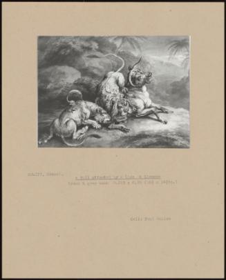 A Bull Attacked By A Lion & Lioness