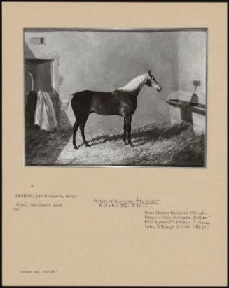 Portrait Of Racehorse, ''The Kicker''