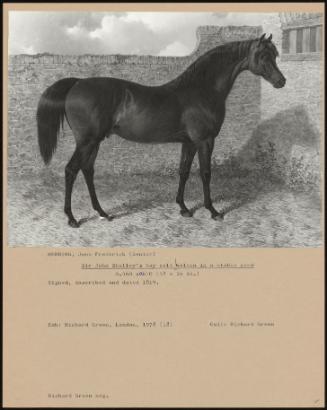 Sir John Shelley's Bay Colt Walton In A Stable Yard