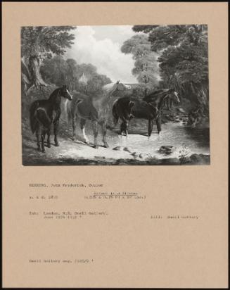 Horses In A Stream