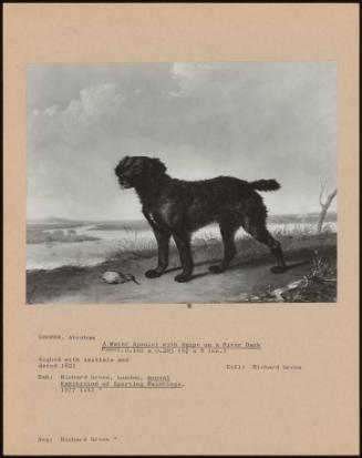 A Water Spaniel With Snipe On A River Bank