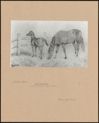 More And Foal