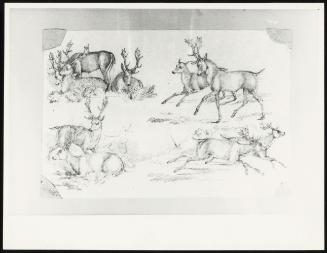 Landscape Scenery: Various Sketches of Fallow Deer