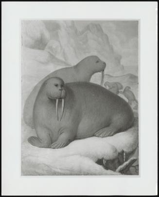 Tusked Walruses