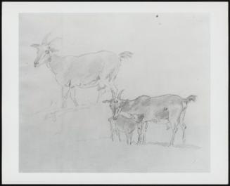 Study of Goats