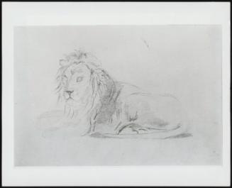 Study of a Lion