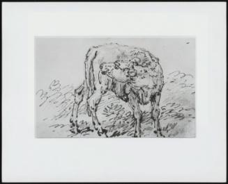 Study Of A Calf