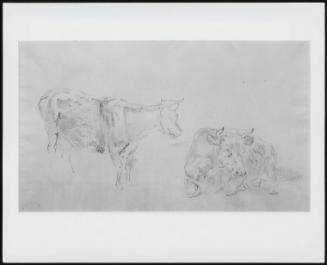 Standing Cow Facing Left And A Lying Down Cow