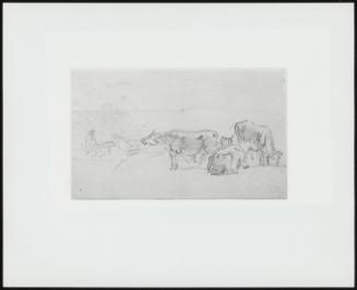 Cattle With Herder In Background