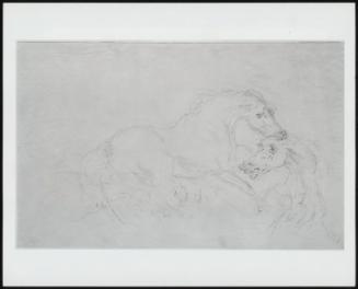 Two Stallions Fighting