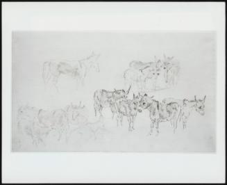 Studies of Donkeys