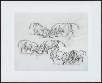 Studies Of Bulls Fighting - One Of 24 Originally Bound