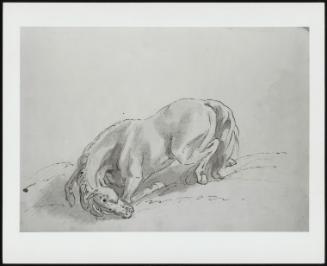 Sketch Of A Horse Wallowing