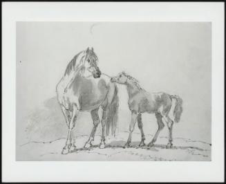 A Mare And A Foal