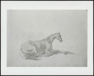 A Horse Lying Down Facing Right