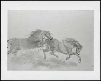 Two Horses Fighting