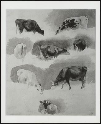 Eight Cows–One of Fourteen