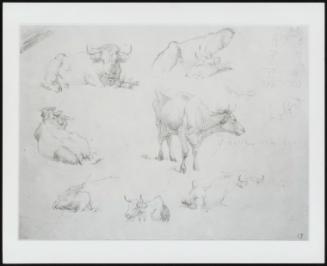 Cows From Various Angles–One of Fourteen