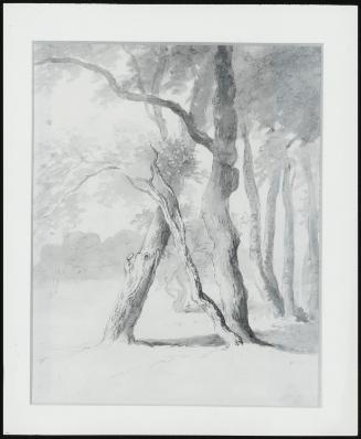 Woodland Study