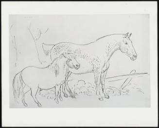 3. Horse and Pony