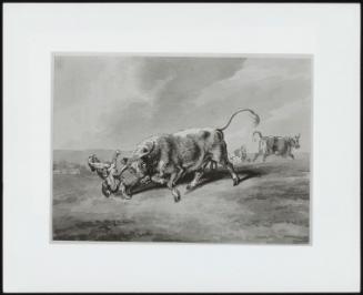 A Bull Attacking a Dog