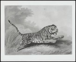 Tigress Leaping to Fight