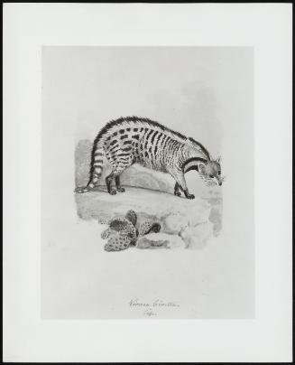 A Civet Cat